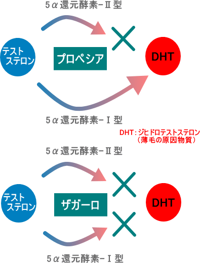 ジヒドロテストステロン（薄毛の原因物質）